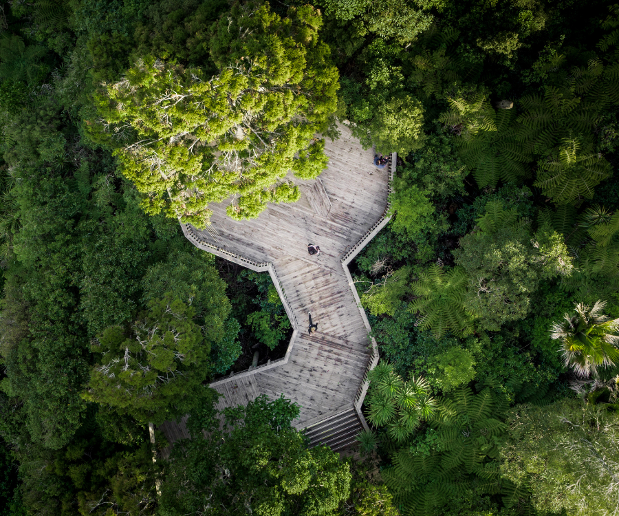 Aerial view of forest