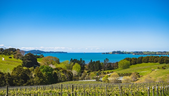 Brick Bay Vineyard